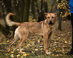 Собаки в Москве: Собака в добрые руки Девочка, 1 руб. - фото 4