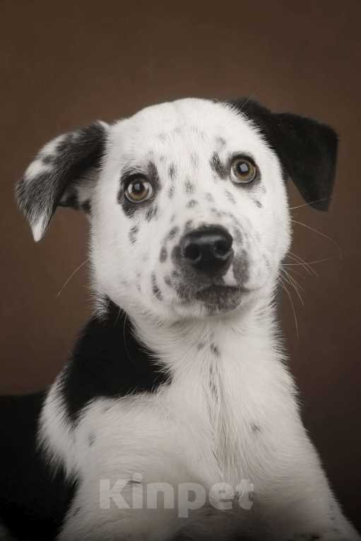 Собаки в Москве: Щенок в добрый руки Мальчик, Бесплатно - фото 1