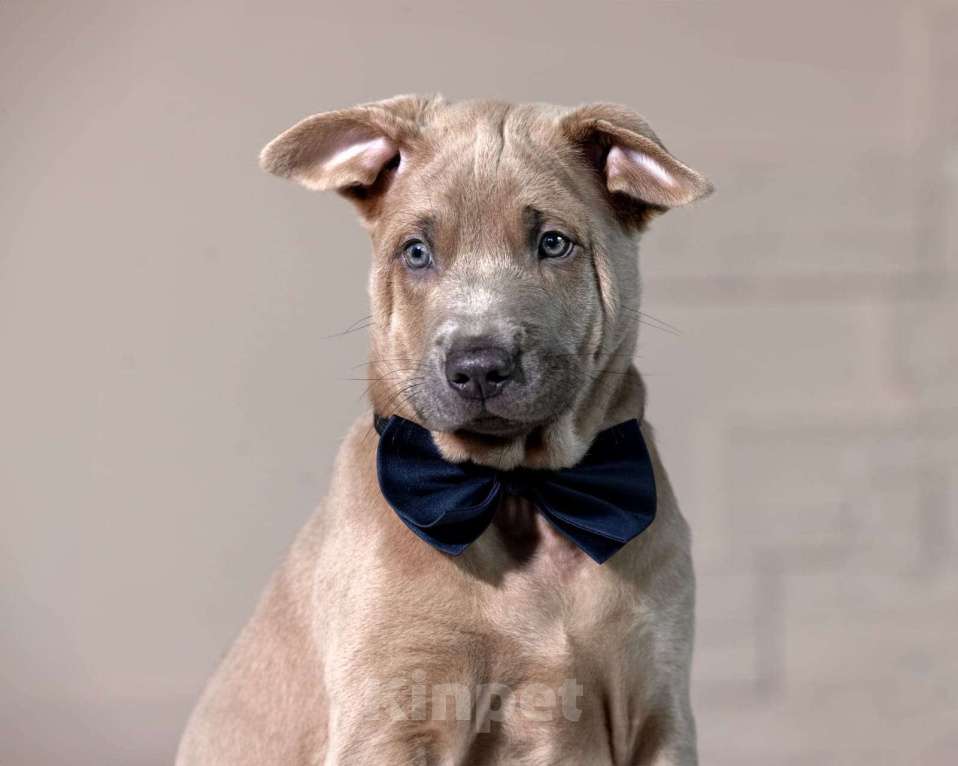 Собаки в Санкт-Петербурге: Мальчик изабеллового окраса Мальчик, 50 000 руб. - фото 2