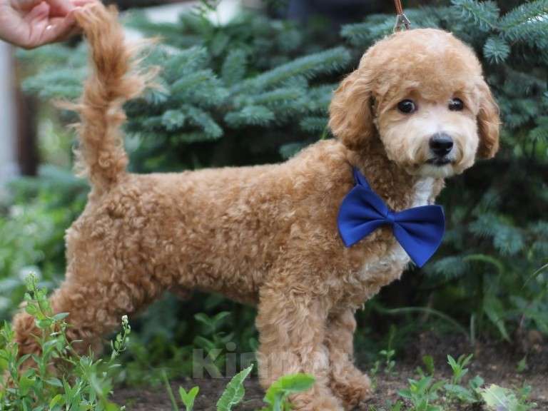 Собаки в Екатеринбурге: Щенки породы Пушон Девочка, 70 000 руб. - фото 7