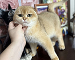 Кошки в Краснодаре: Золотой котик Мальчик, 50 000 руб. - фото 2