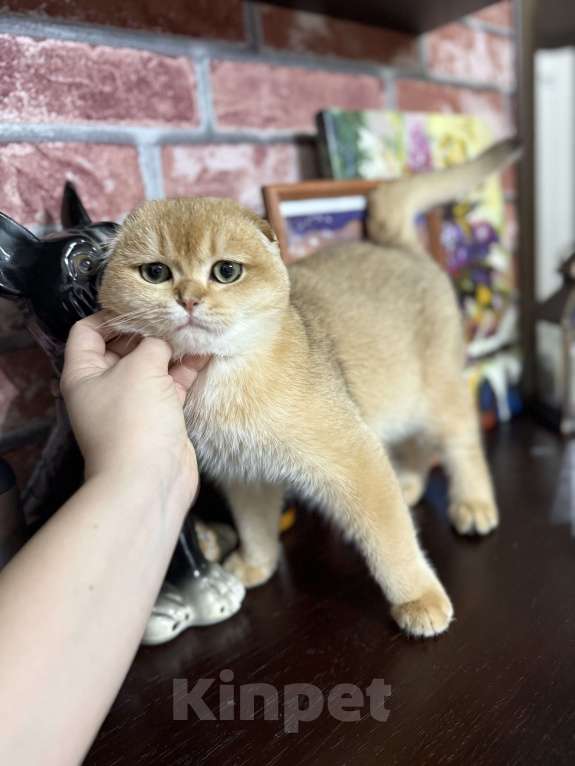 Кошки в Краснодаре: Золотой котик Мальчик, 50 000 руб. - фото 2