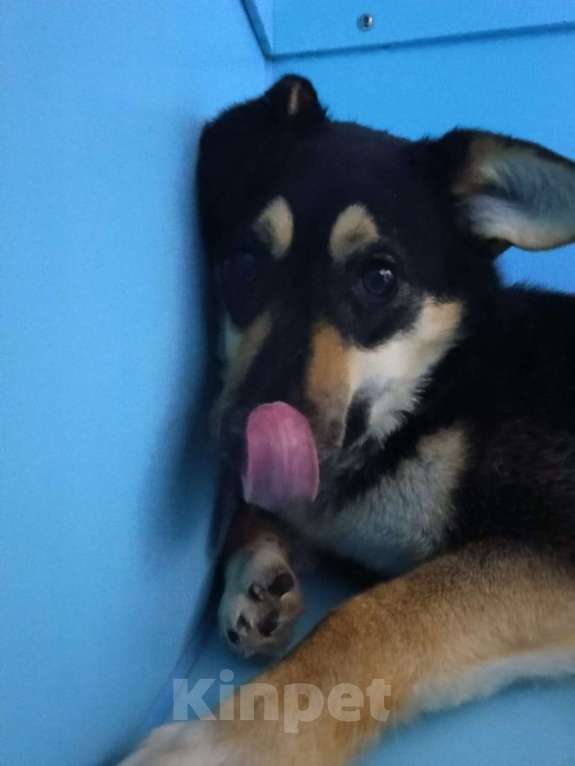 Собаки в Москве: Щенок-подросток под выпуск на улицу завтра Девочка, Бесплатно - фото 3