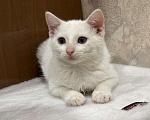Кошки в Москве: Белый малыш Юки. Котенок в добрые руки. Мальчик, Бесплатно - фото 3