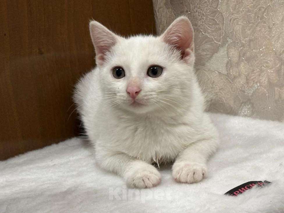 Кошки в Москве: Белый малыш Юки. Котенок в добрые руки. Мальчик, Бесплатно - фото 3