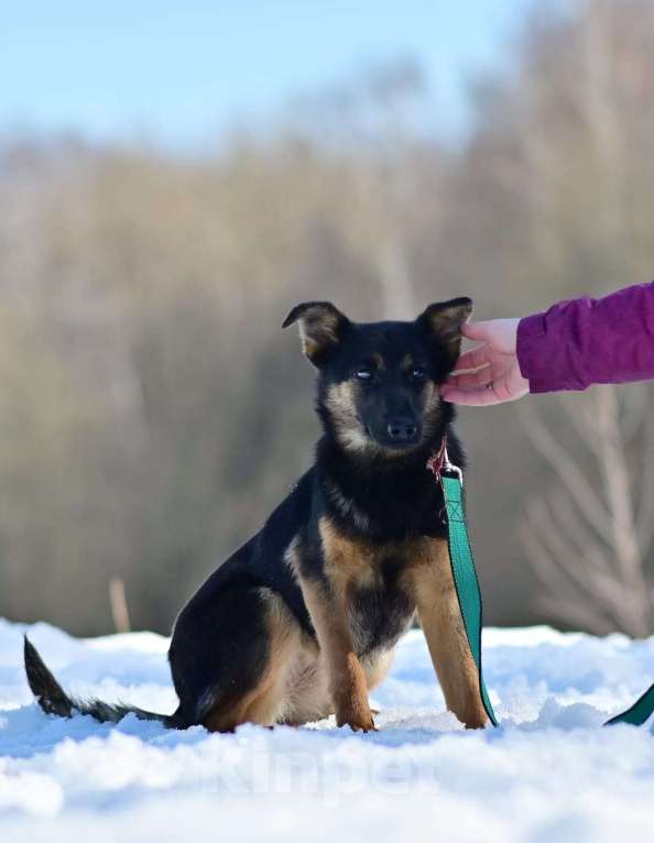 Собаки в Москве: Микро-овчарка, 14 кг в добрые руки Девочка, Бесплатно - фото 1