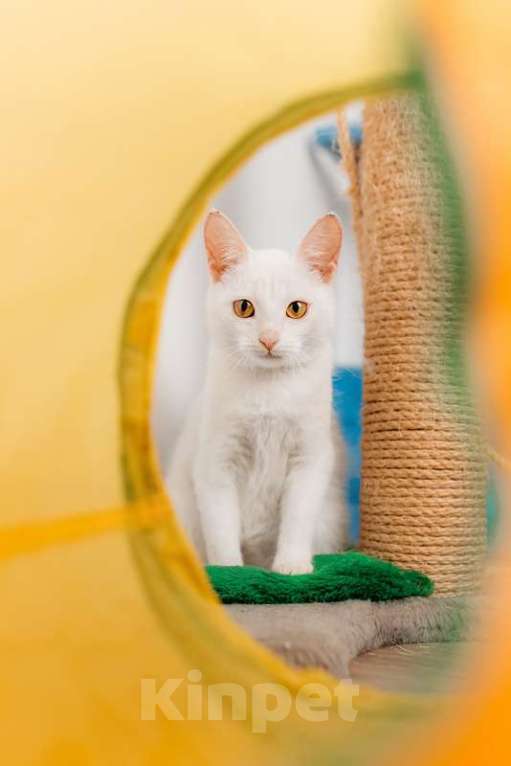 Кошки в Москве: Белый котенок Луна в добрые руки Девочка, 1 руб. - фото 9