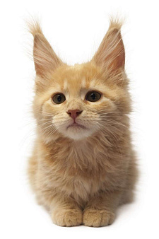 Котенок мейн кун