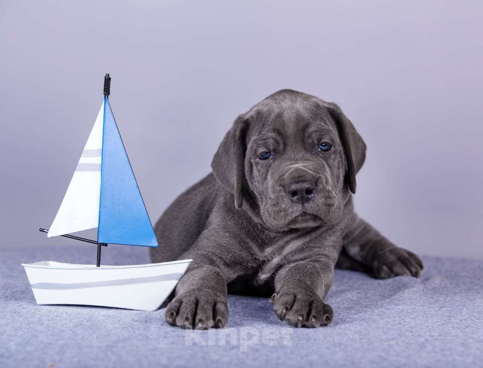 Собаки в Нижнем Новгороде: Немецкий Дог Чемпион Моего Сердца (Синяя лента) Мальчик, 100 000 руб. - фото 4