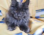 Кошки в Москве: Флинт  Мальчик, 65 000 руб. - фото 2