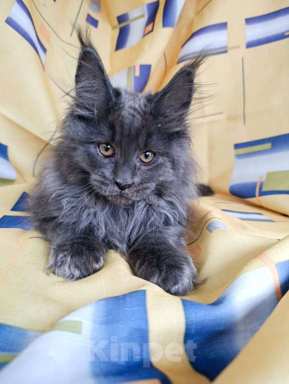Кошки в Москве: Флинт  Мальчик, 65 000 руб. - фото 2