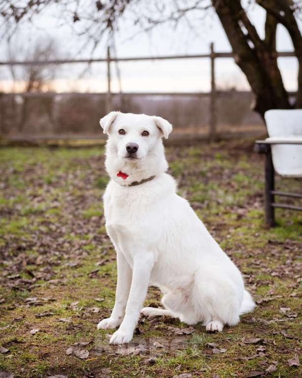 Собаки в Москве: Бельчик - ищет дом и семью Мальчик, Бесплатно - фото 5