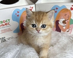 Кошки в Москве: Британский котенок ny11 Девочка, 55 000 руб. - фото 1