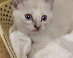 Кошки в Москве: Веселая кошечка Сноу шу Девочка, Бесплатно - фото 1