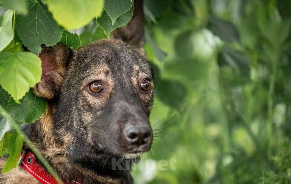 Собаки в других городах Владимирской области: Красивая и добрая собака в добрые руки бесплатно Девочка, Бесплатно - фото 5