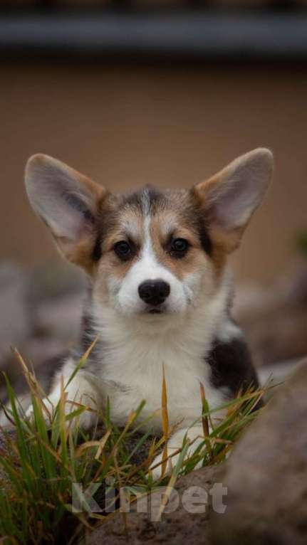 Собаки в Санкт-Петербурге: Корги Мальчик, 90 000 руб. - фото 8