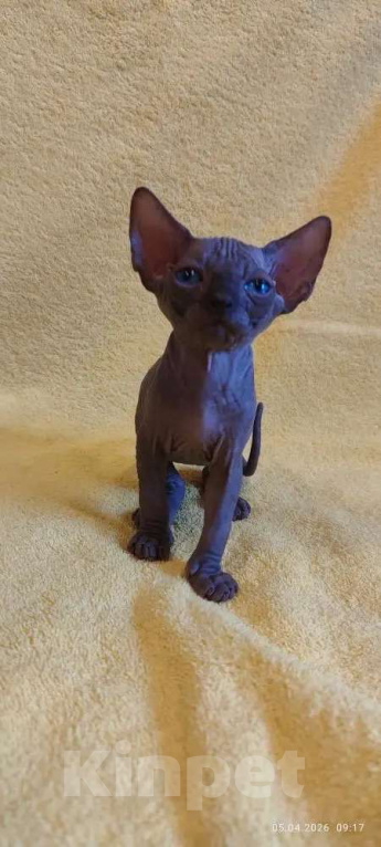 Кошки в Москве: Котенок канадского сфинкса Мальчик, 35 000 руб. - фото 7