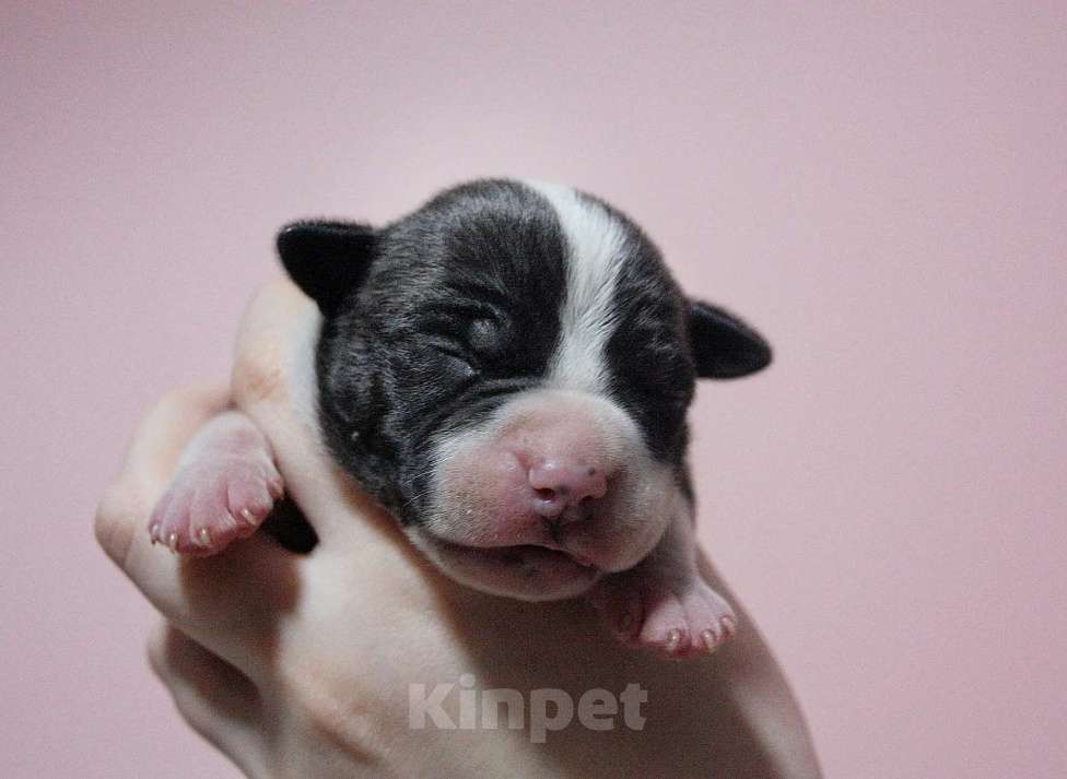 Собаки в Москве: Шикарные малыши амстаффа  Мальчик, 80 000 руб. - фото 7