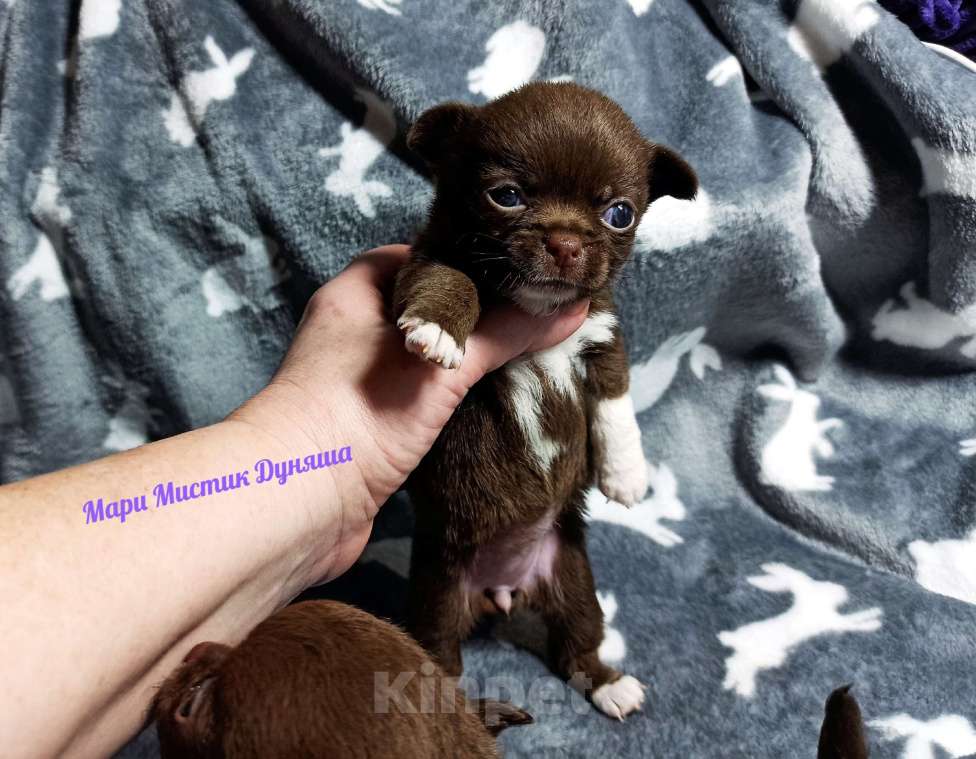 Собаки в Санкт-Петербурге: Чихуахуа Дуняша шоколадного окраса Девочка, 80 000 руб. - фото 7
