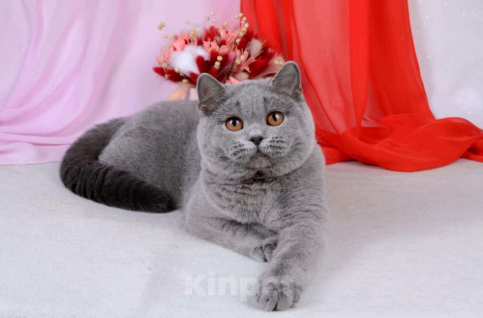 Кошки в Санкт-Петербурге: Британская кошечка классического голубого окраса Девочка, 5 000 руб. - фото 8
