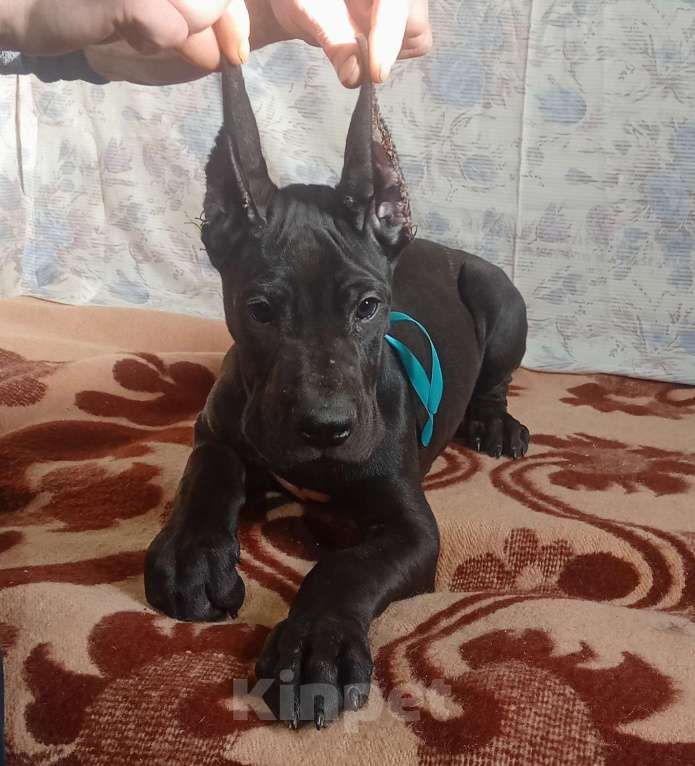 Собаки в Омске: Продается щенок немецкого дога  Мальчик, 80 000 руб. - фото 1