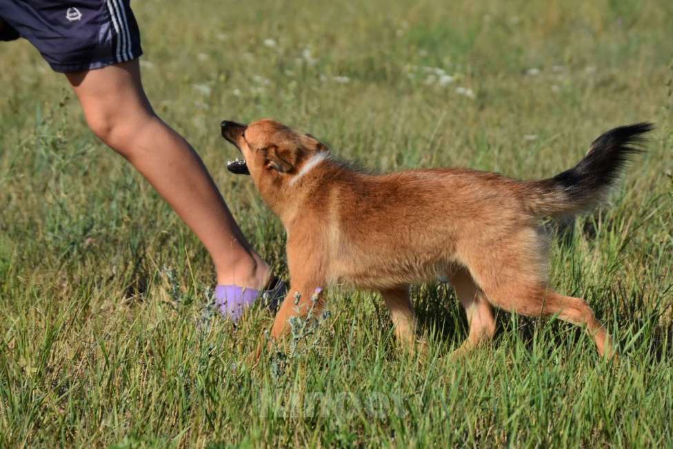 Собаки в Москве: Ненецкая оленегонная лайка Ягодка - Малинка. Девочка, 60 000 руб. - фото 7