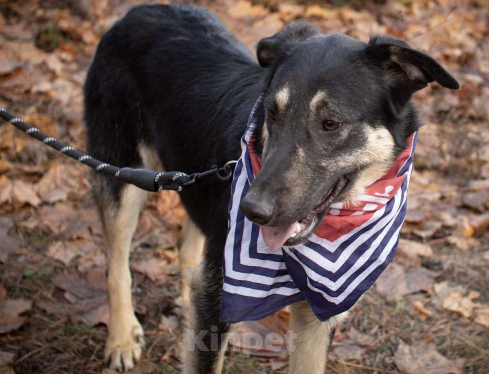 Собаки в Раменском: Хорошей девочке -хорошие руки Девочка, Бесплатно - фото 5