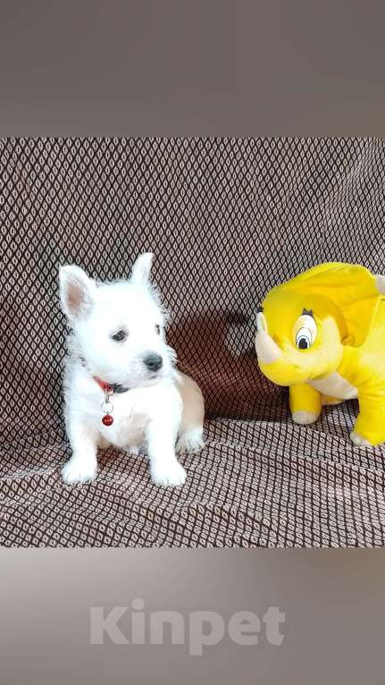 Собаки в Казани: Вест хайленд вайт терьер Девочка, 65 000 руб. - фото 3