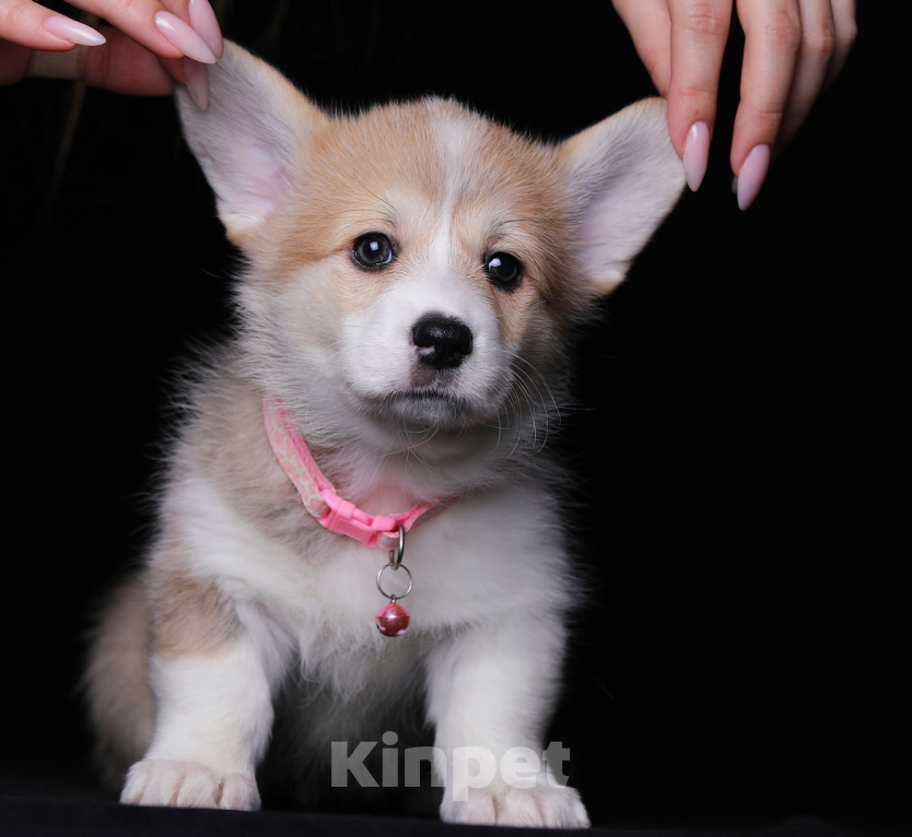Собаки в Ярославле: Щенки вельш корги пемброк Разнополые, 55 000 руб. - фото 2