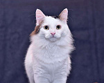 Кошки в Москве: Шикарный котище - Снежище в добрые руки Мальчик, Бесплатно - фото 2