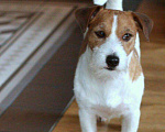 Собаки в Смоленске: Кобель для вязки ДЖЕК Рассел терьер Мальчик, Бесплатно - фото 1