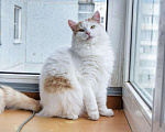 Кошки в Малмыже: Кот Лёва ждёт семью, 100 руб. - фото 2