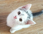 Кошки в Рязани: Котёнок  Мальчик, Бесплатно - фото 3