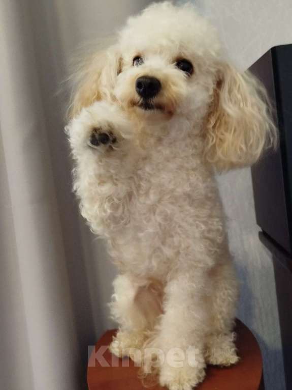 Собаки в Калаче: Взрослая девочка  Девочка, 5 000 руб. - фото 1