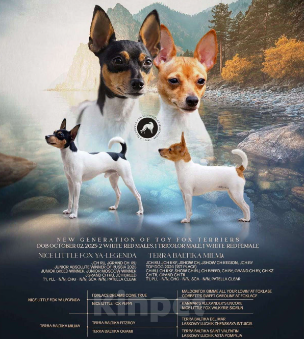 Собаки в Москве: Щенок той-фокстерьера, мальчик  Мальчик, 55 000 руб. - фото 4