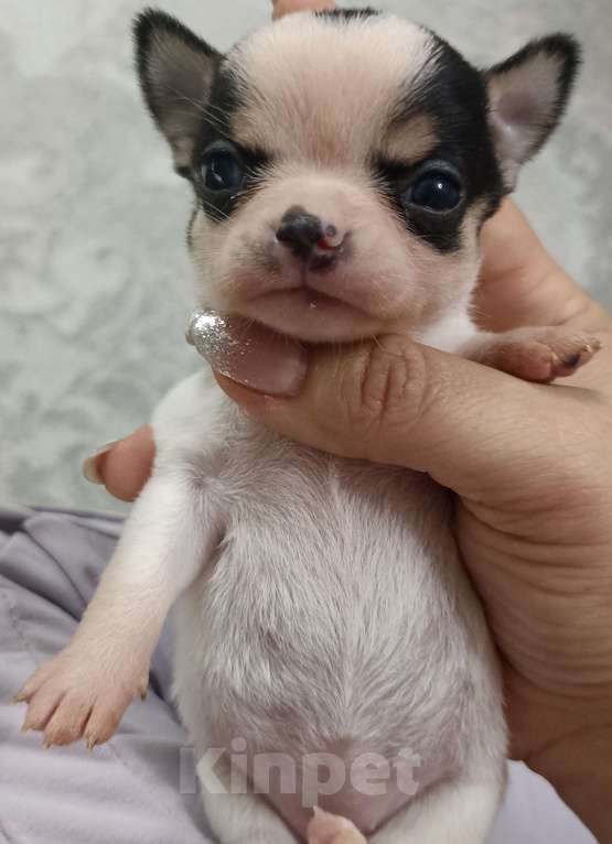 Собаки в Ростове-на-Дону: Мини девочка чихуахуа Девочка, 45 000 руб. - фото 1