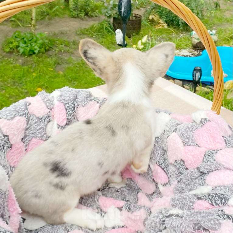 Собаки в Москве: Щенки вельш-корги кардиган Девочка, 30 000 руб. - фото 2
