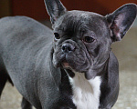 Собаки в Новочебоксарске: Французский бульдог, щенок Арчи Мальчик, 100 000 руб. - фото 4