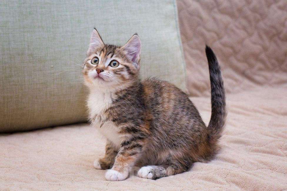 Кошки в Москве: Котёнок Пачуля в добрые руки  Девочка, Бесплатно - фото 5