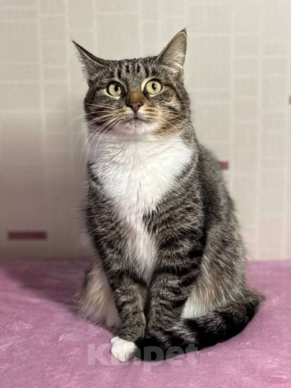Кошки в Москве: Нежный шпротик Катя мечтает о доме Девочка, Бесплатно - фото 1