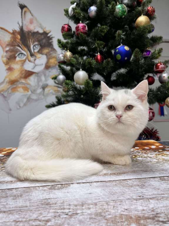 Кошки в Геленджике: Белая британская кошечка Девочка, 15 000 руб. - фото 5