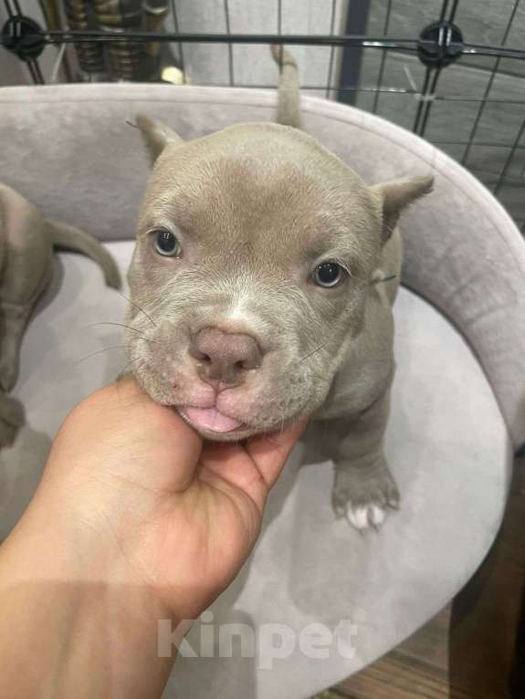 Собаки в Новосибирске: Щенки американского булли — лилак, голубые, тигровый Разнополые, Бесплатно - фото 6