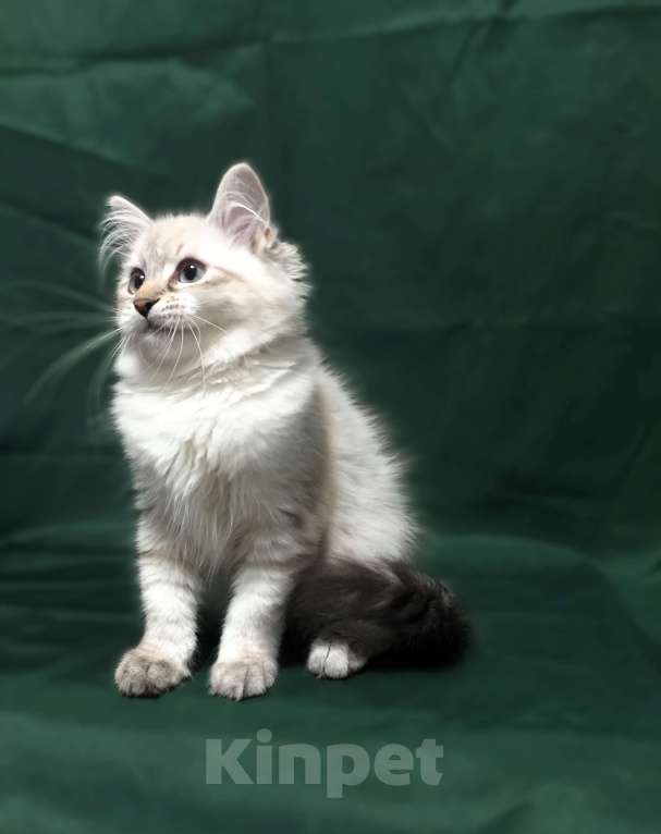 Кошки в Санкт-Петербурге: Невский маскарадный котёнок, кошка Девочка, 45 000 руб. - фото 6