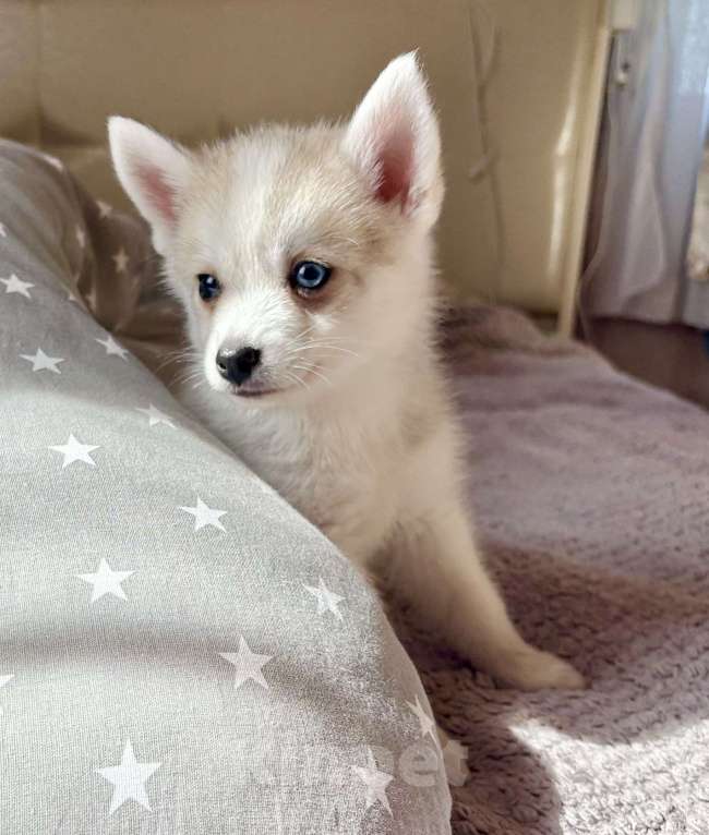 Собаки в Балашихе: Помски F1 кобель мини до 40 см  Мальчик, 65 000 руб. - фото 8