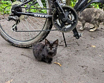 Кошки в Домодедово: Котёнок «Смоки», 3 мес — уличный найденыш, в добрые руки  Мальчик, Бесплатно - фото 3