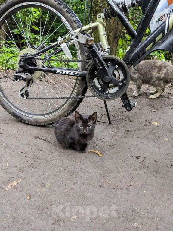 Кошки в Домодедово: Котёнок «Смоки», 3 мес — уличный найденыш, в добрые руки  Мальчик, Бесплатно - фото 3