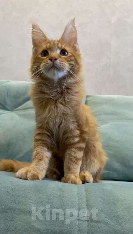 Кошки в Иркутске: Котенку мейн-кун, мальчик Мальчик, 40 000 руб. - фото 4