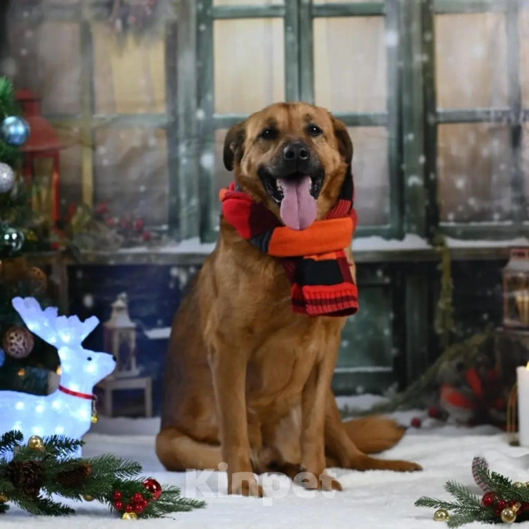 Собаки в других городах Московской области: Тайф - большой ребёнок  Мальчик, 1 руб. - фото 2