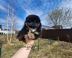 Собаки в Москве: Померанский шпиц черно подпалого окраса питомник Ркф Мальчик, Бесплатно - фото 2