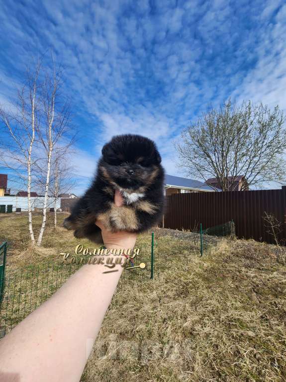 Собаки в Москве: Померанский шпиц черно подпалого окраса питомник Ркф Мальчик, Бесплатно - фото 2
